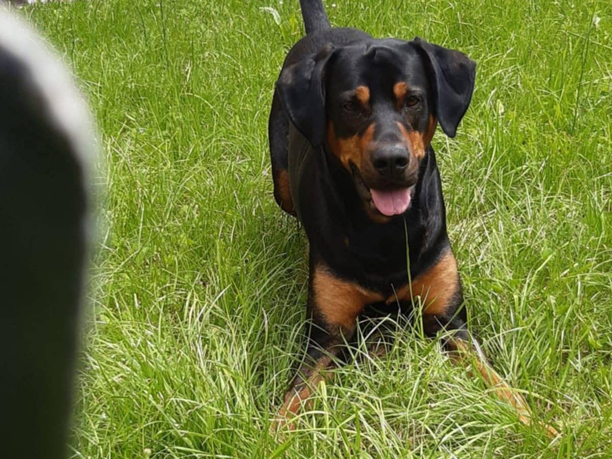 Adotta un cane, taglia media, maschio, Como