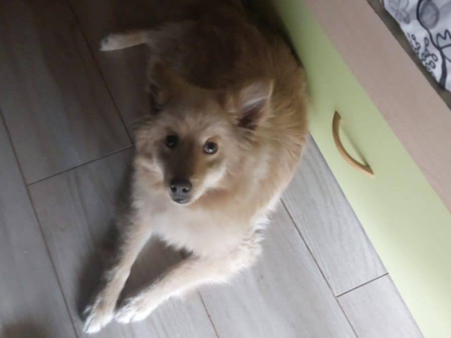 Foto 3 dell'animale