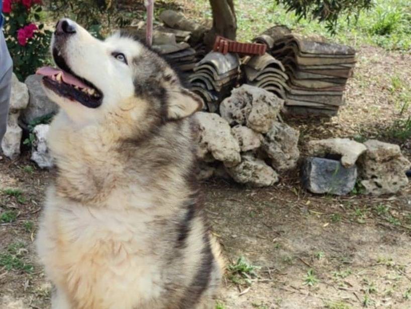 Adotta un cane, taglia grande, maschio, Catania