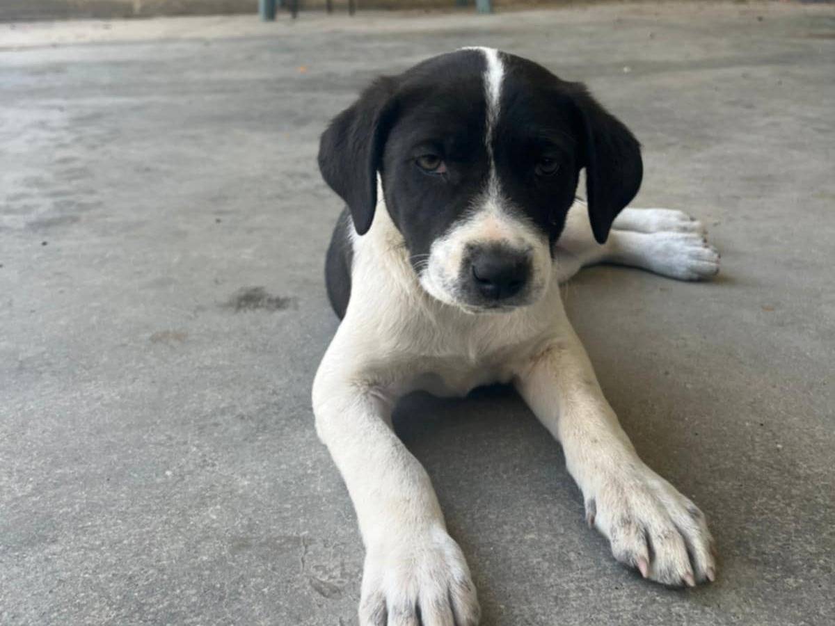 Vuoi adottare un cane a Catania?