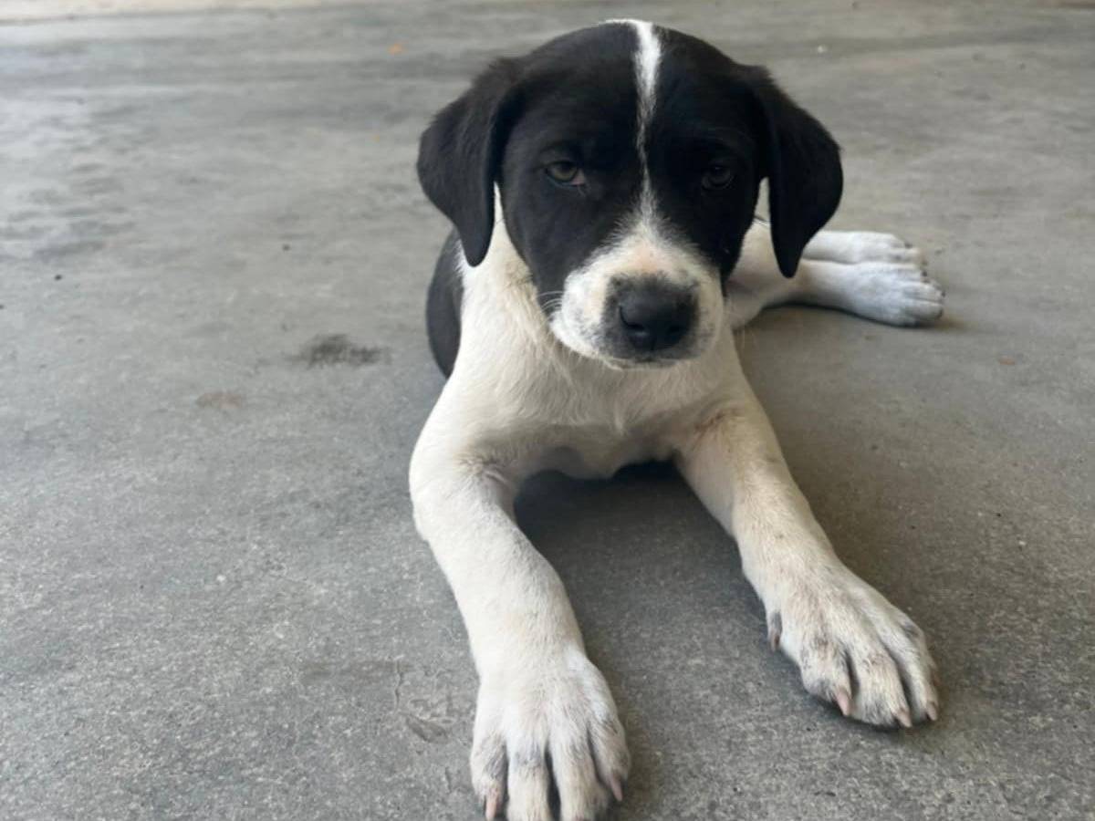 Adotta il cane Tati Sheila e Kelly  a Catania