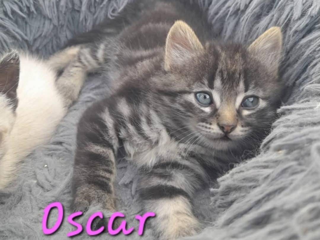 Adotta un gatto, femmina, 2 mesi, Catania