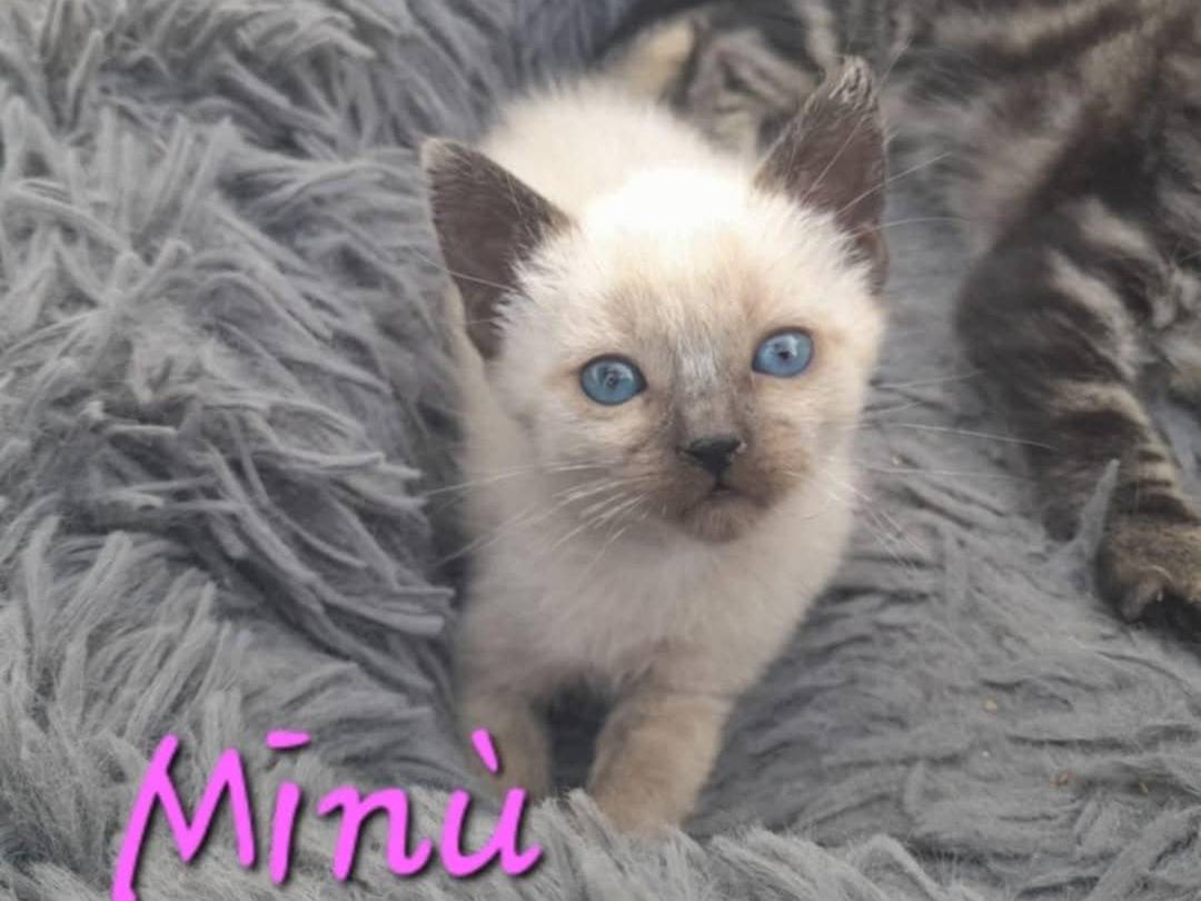 Adotta un gatto, taglia non valida, femmina, Catania