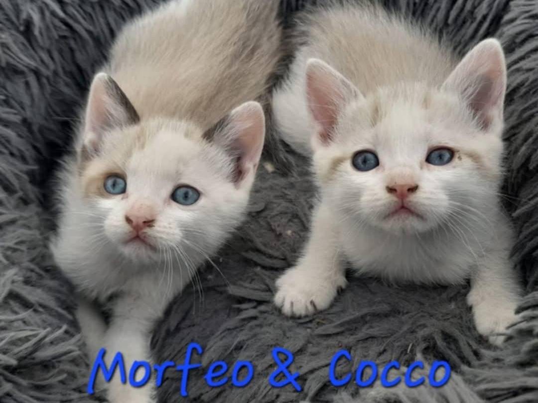Vuoi adottare un gatto a Catania?