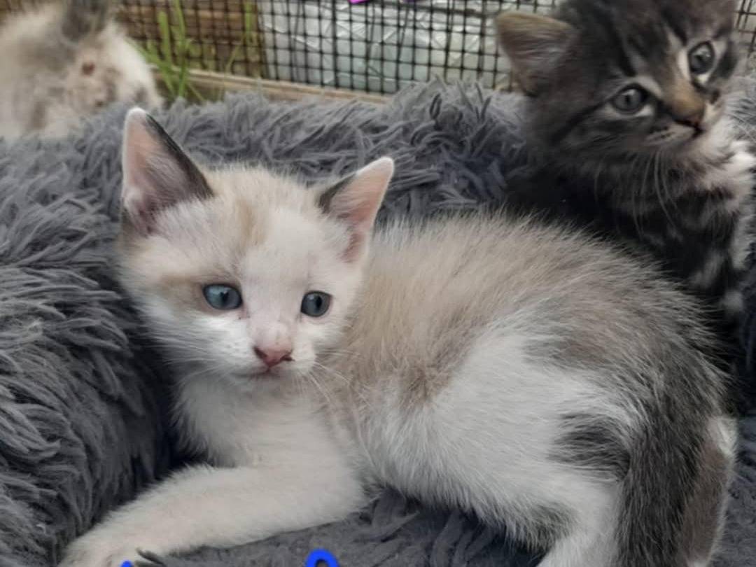 Adotta il gatto OSCAR a Catania