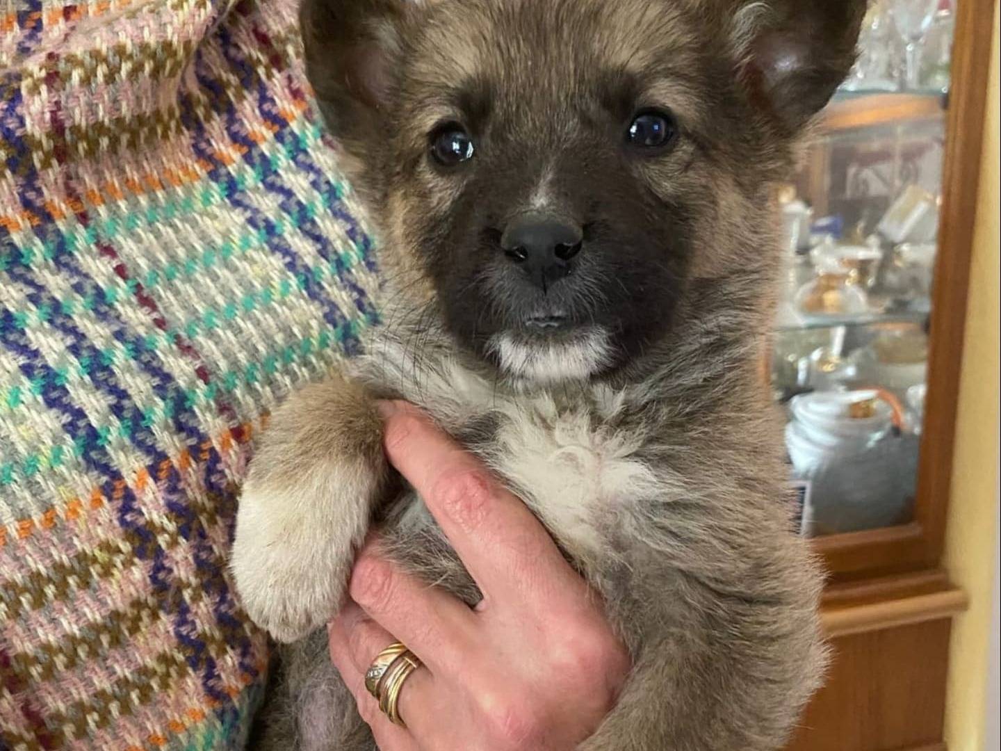 Vuoi adottare un cane a Catania?