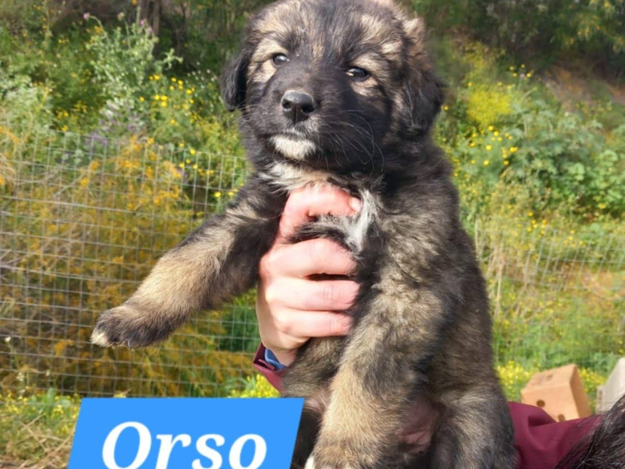 Adotta il cane COFFY E ORSO a Catania