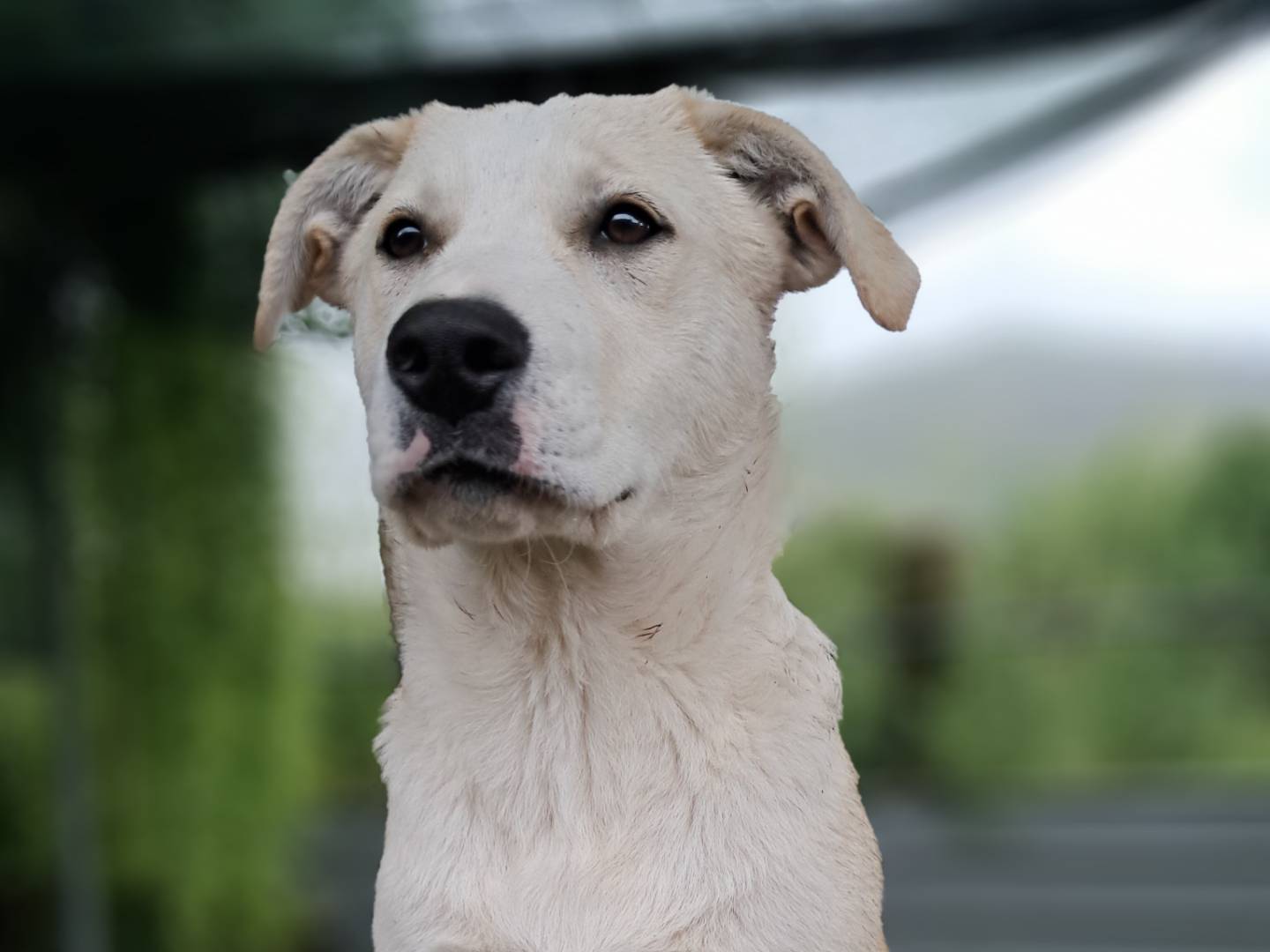 Foto dell'animale