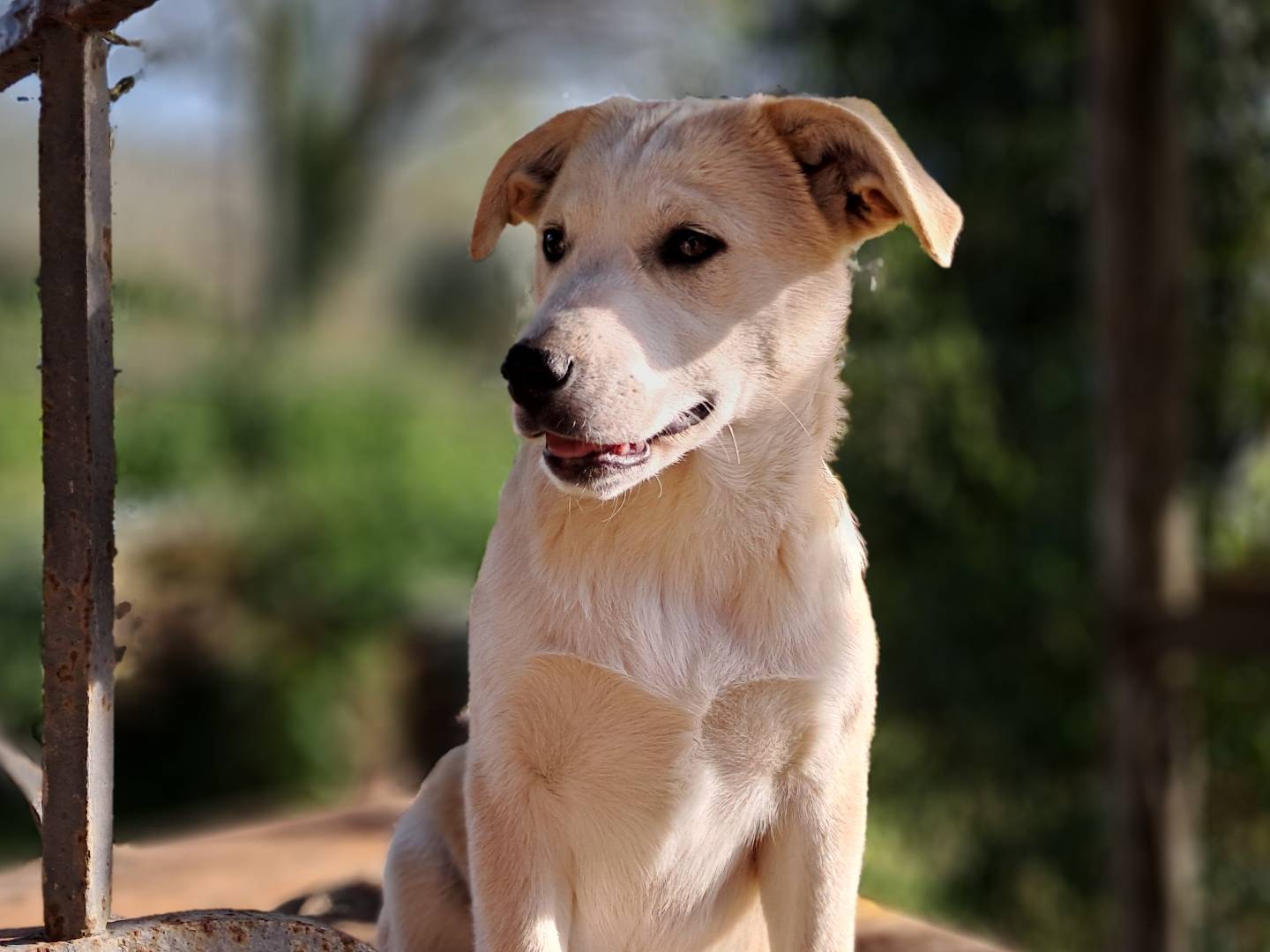 Adotta un cane, taglia media, femmina, Caserta