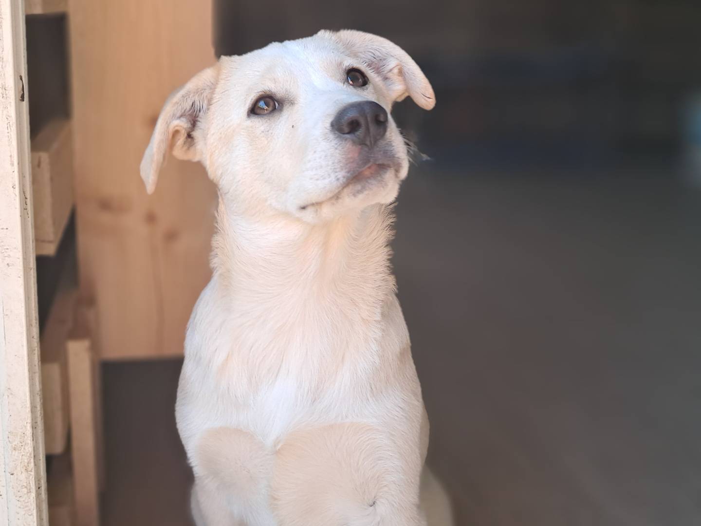 Adotta il cane Venere a Caserta
