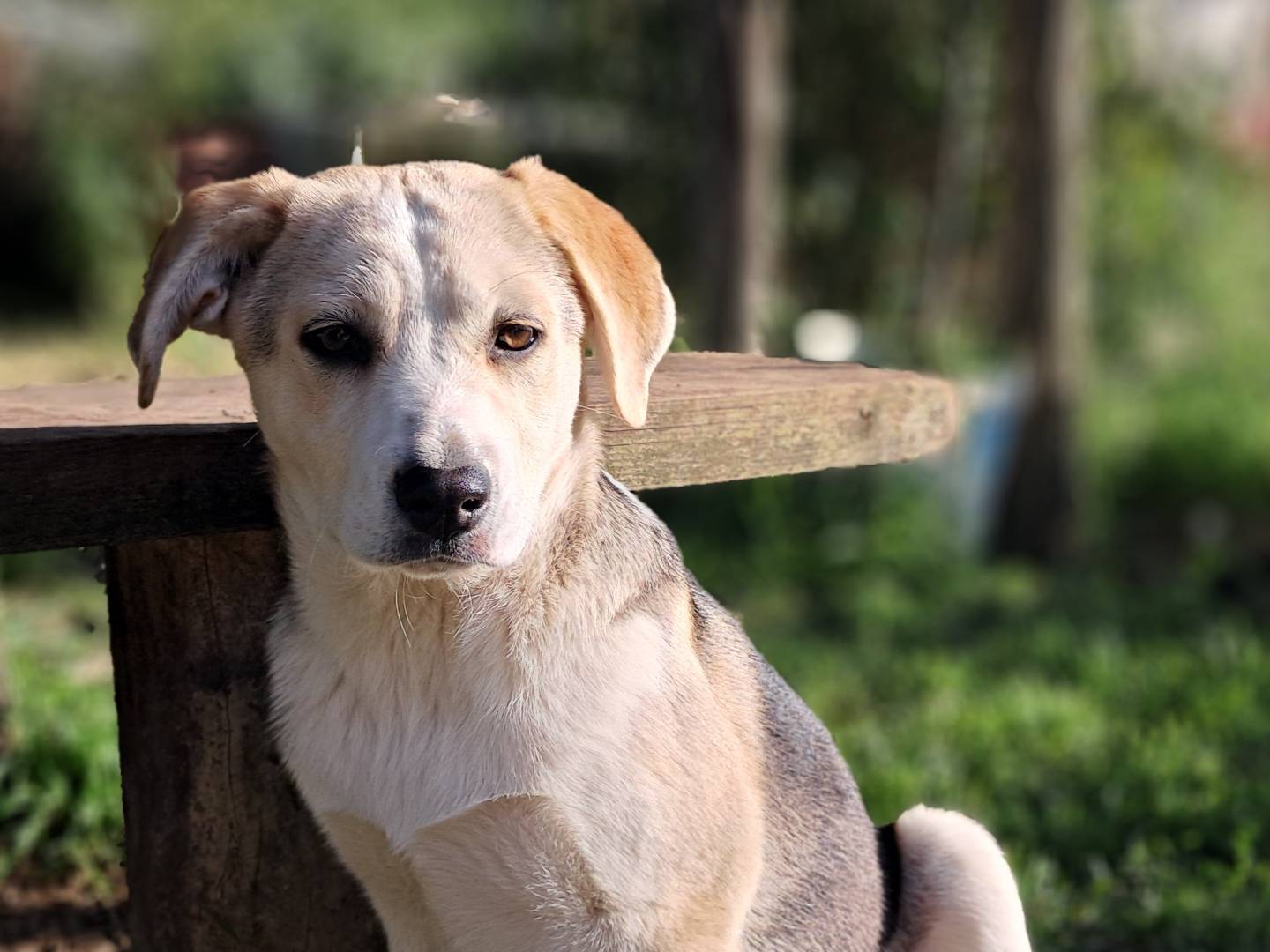 Adotta un cane, taglia media, femmina, Caserta