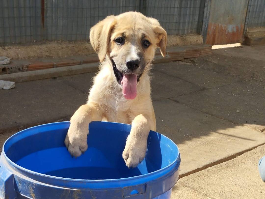 Adotta un cane, taglia media, femmina, Ferrara