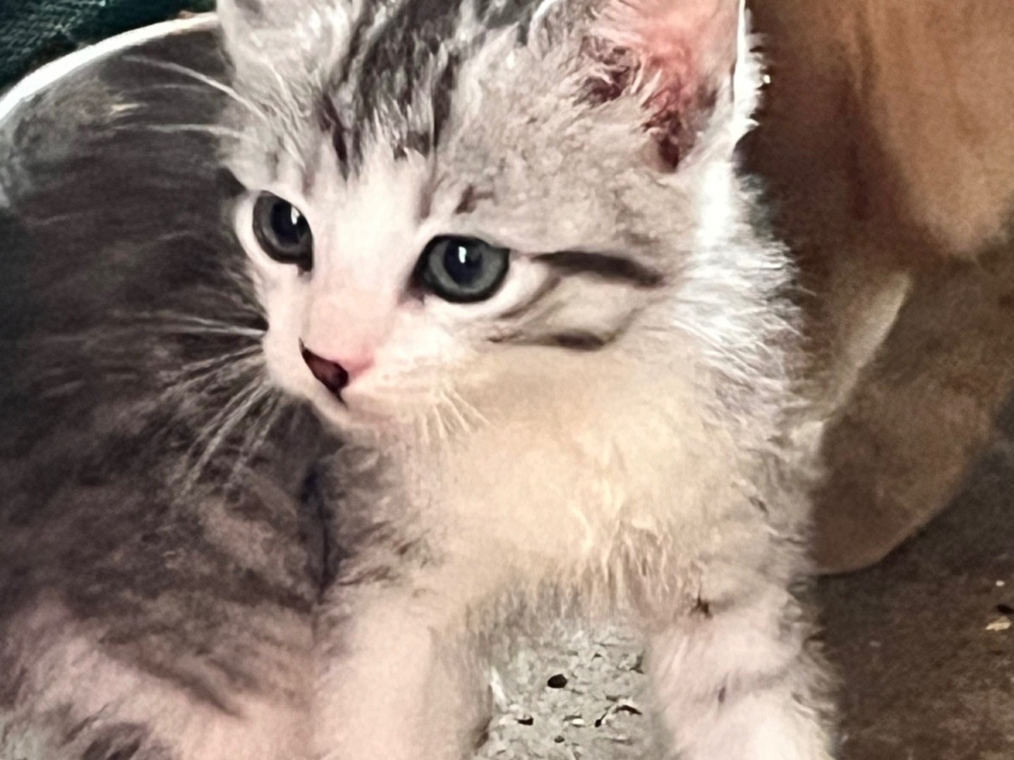Adotta un gatto, taglia non valida, maschio, Bologna