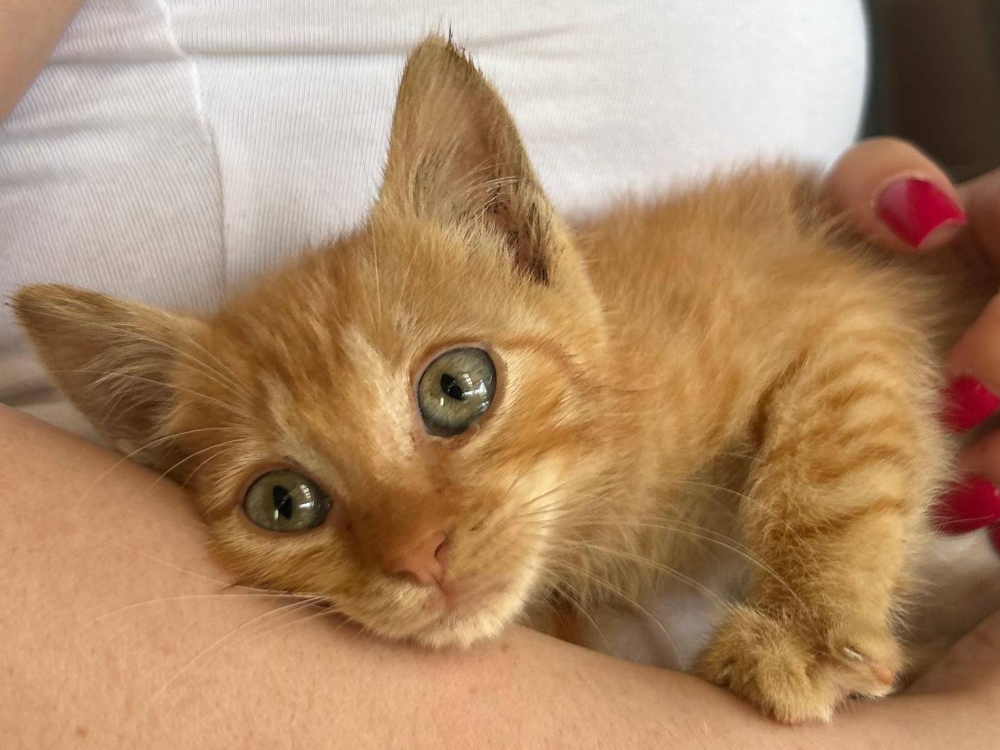 Adotta un gatto, femmina, 1 mesi, Catania