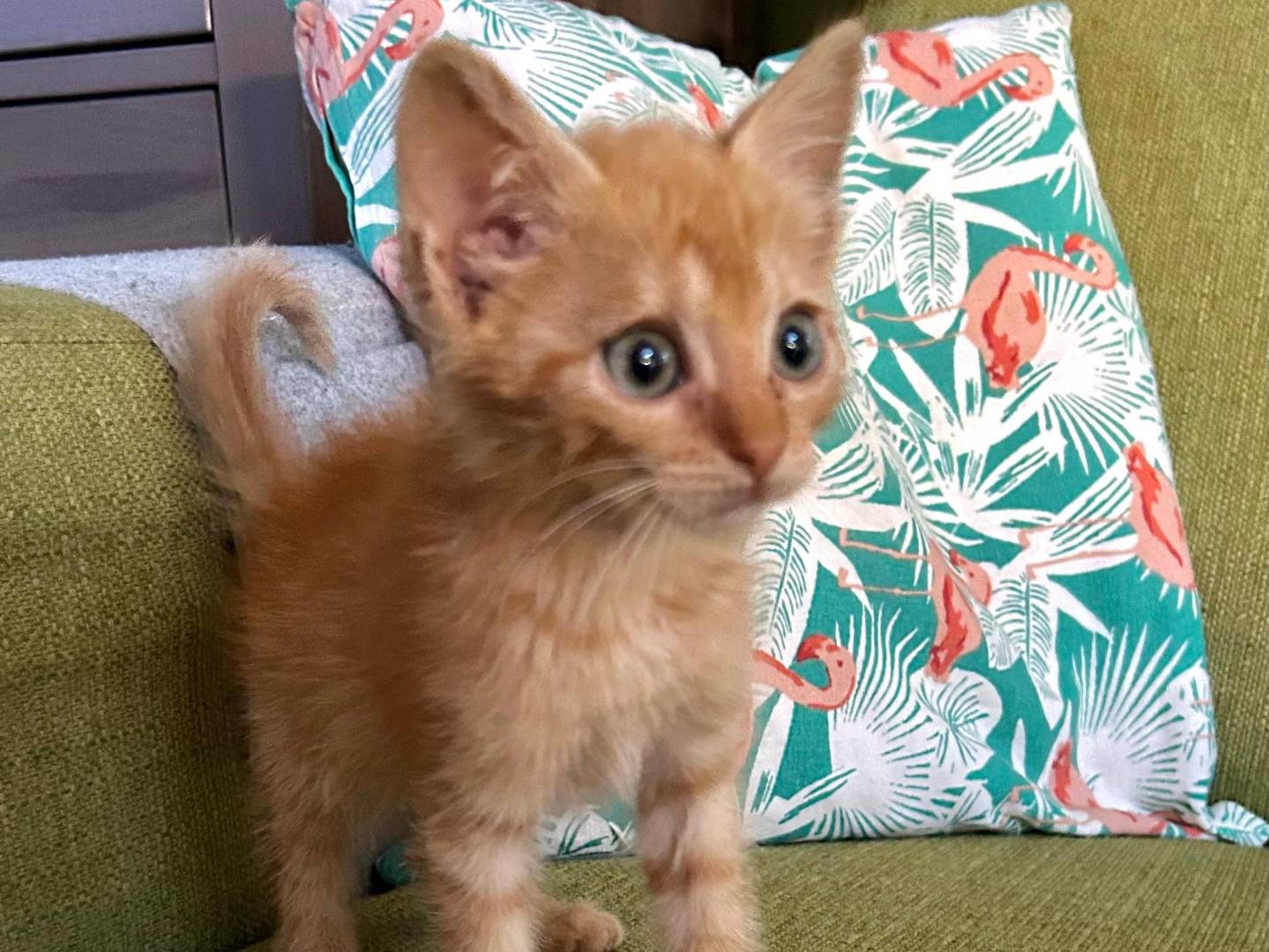 Adotta un gatto, taglia non valida, femmina, Catania