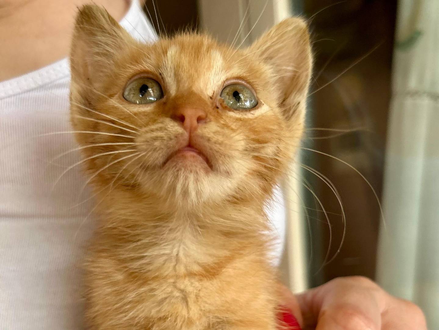 Vuoi adottare un gatto a Catania?