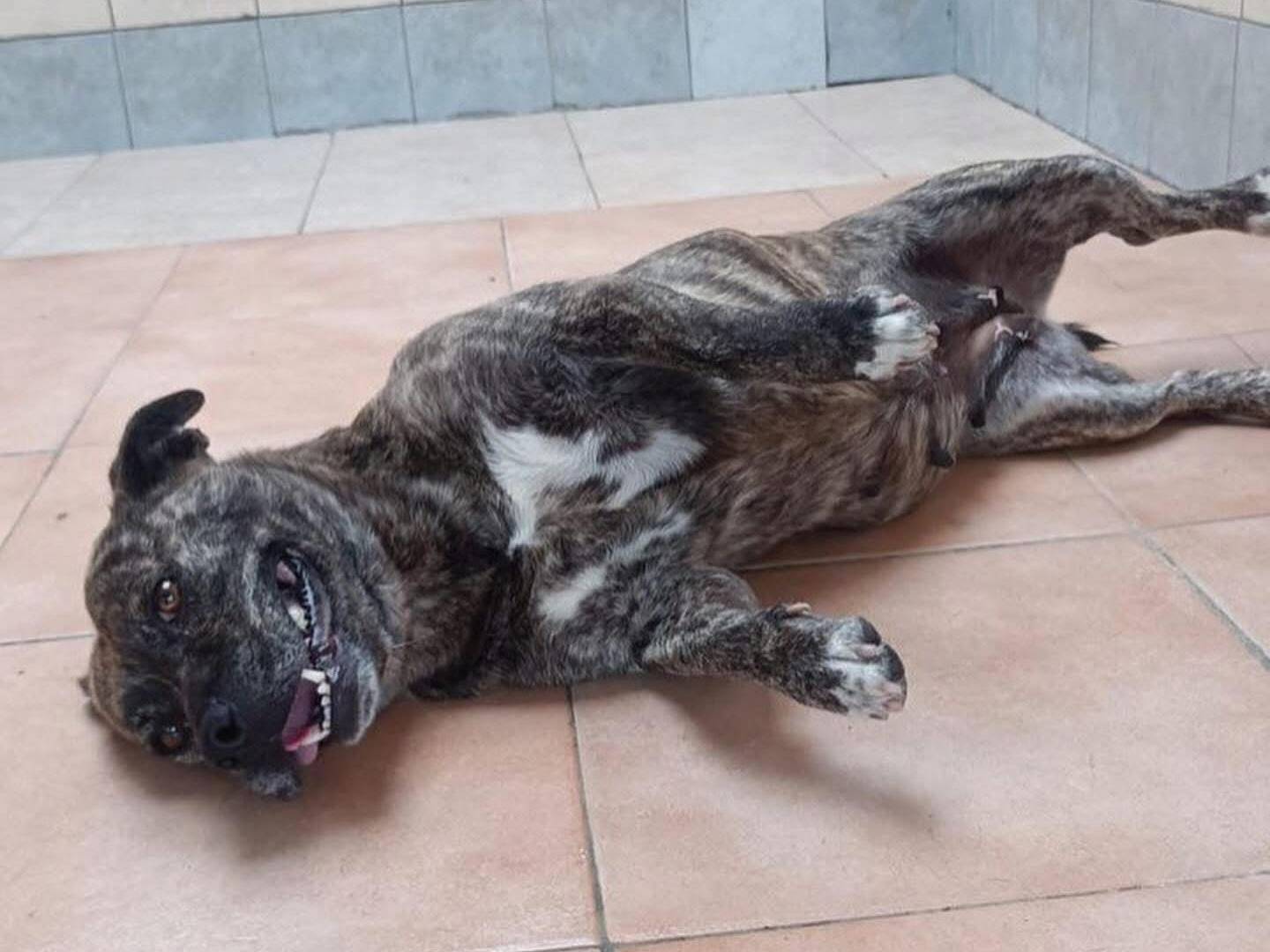 Adotta un cane, femmina, 3 anni  e 4 mesi , Latina