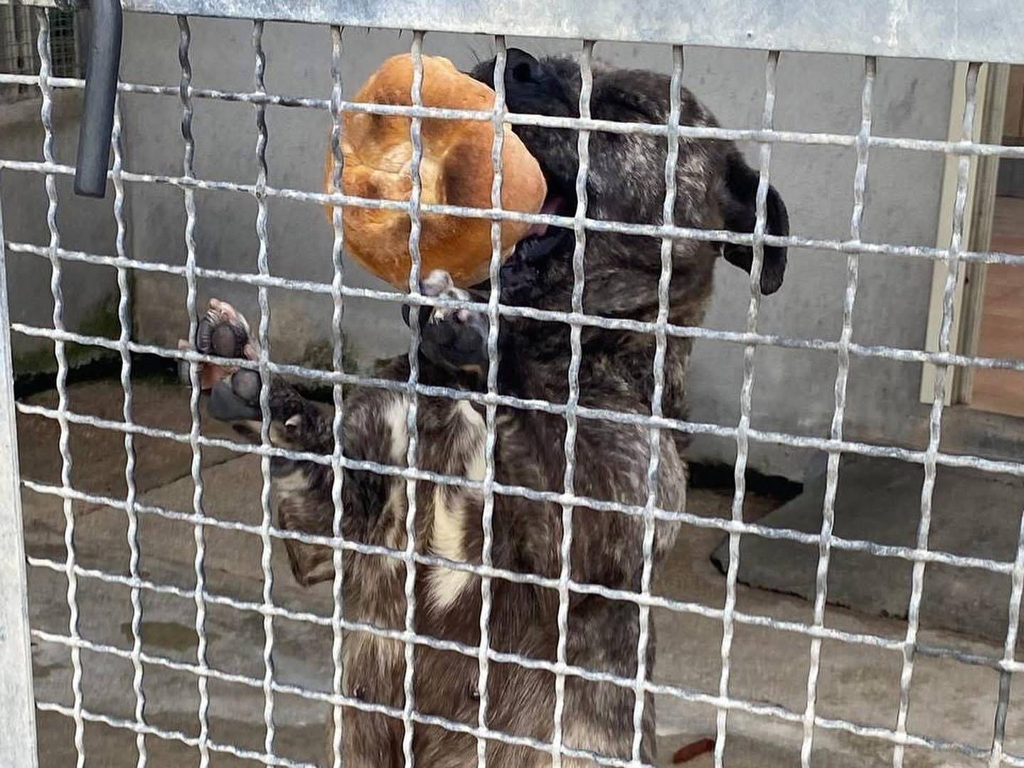 Vuoi adottare un cane a Latina?