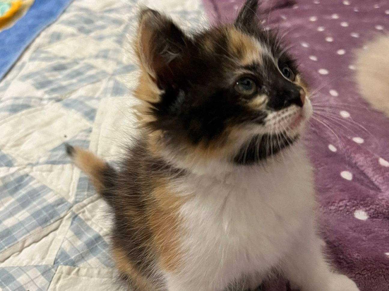 Adotta un gatto, femmina, 0 mesi, Lecce