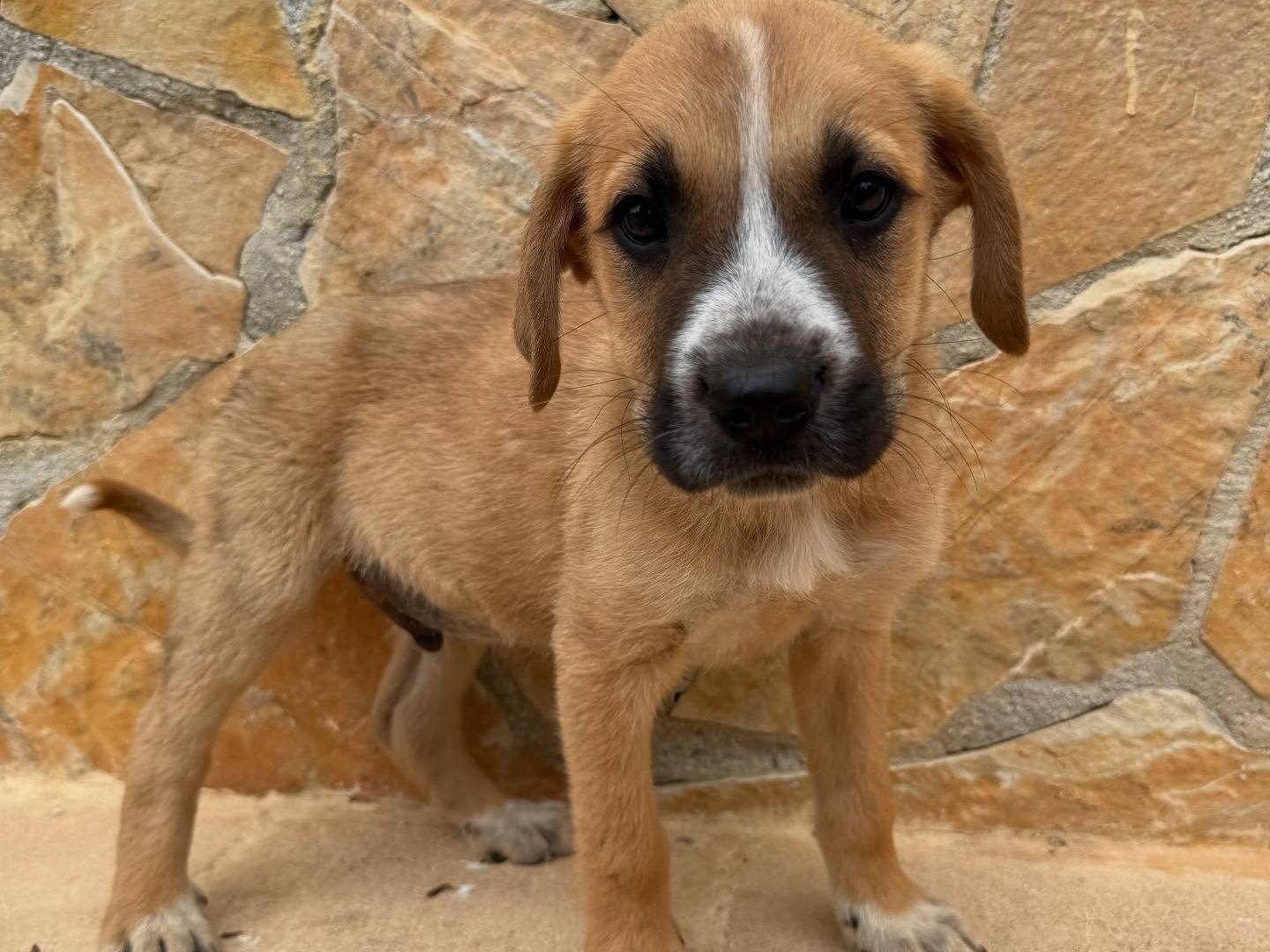 Adotta un cane, taglia media, maschio, Matera