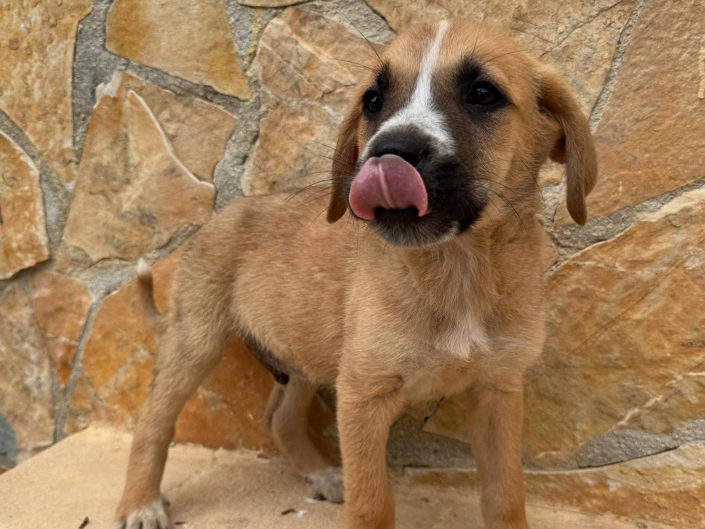Vuoi adottare un cane a Matera?