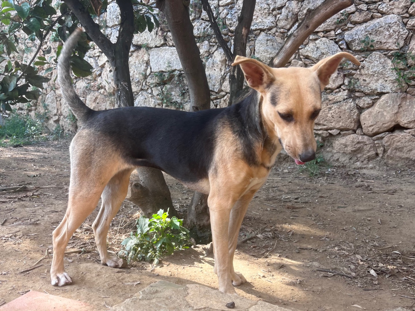 Adotta un cane, femmina, 11 mesi, Savona