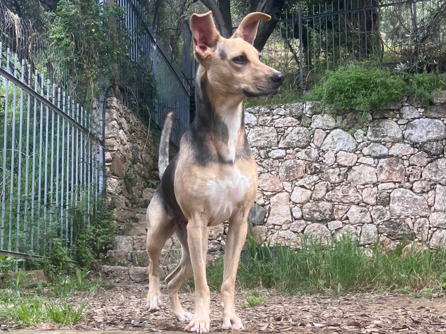 Adotta un cane, taglia media contenuta, femmina, Savona