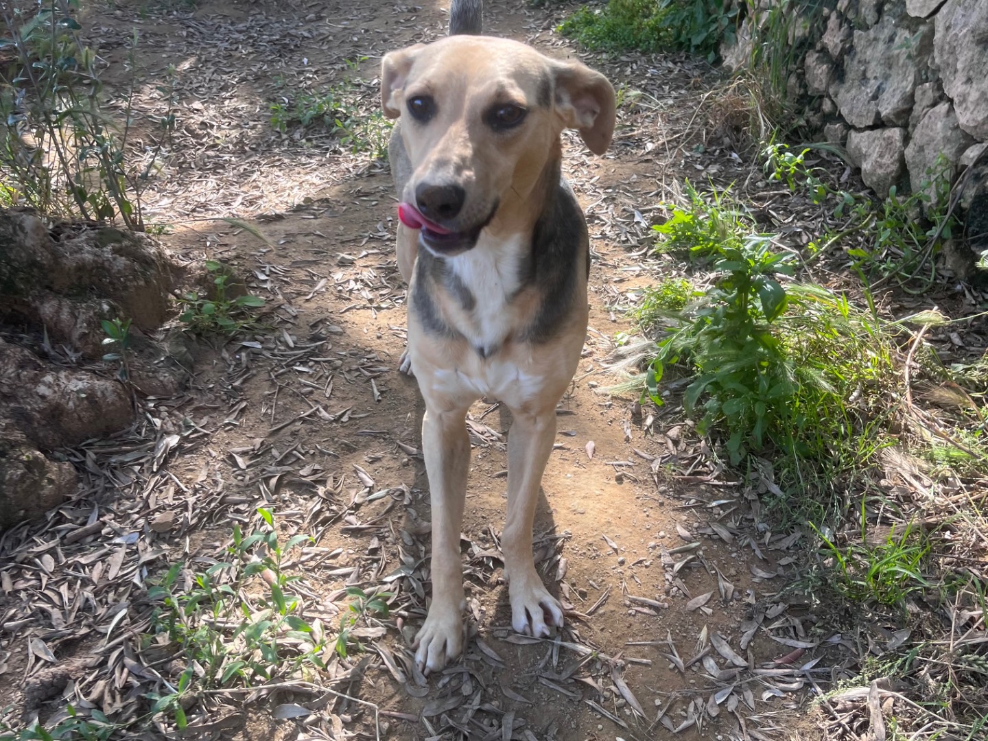 Vuoi adottare un cane a Savona?