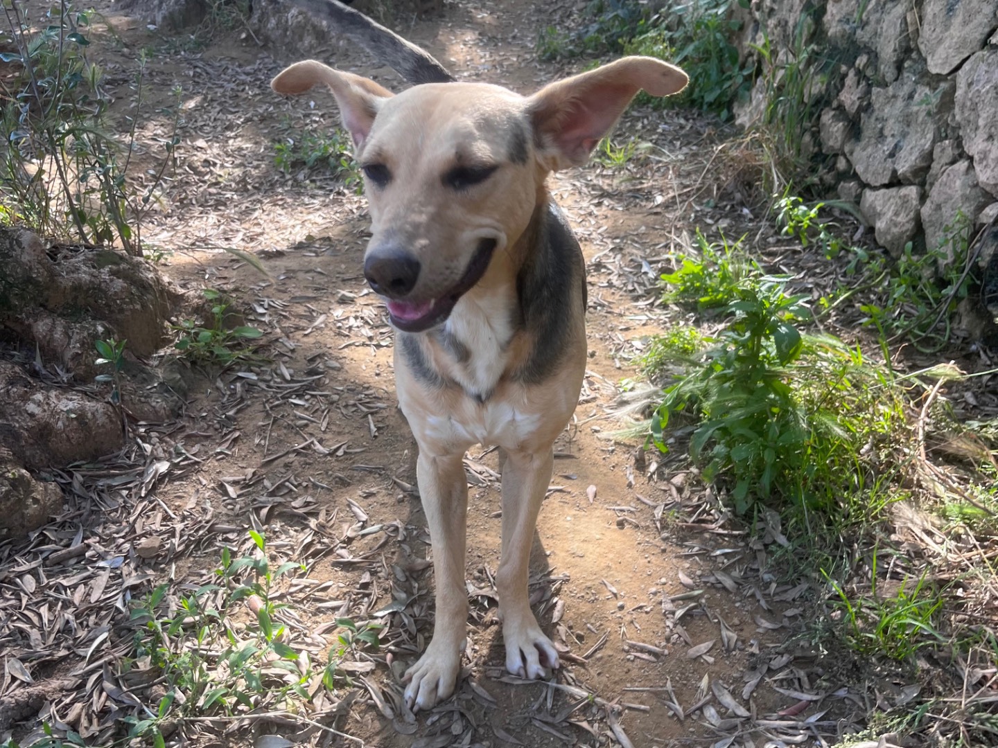 Adotta il cane Nannina a Savona