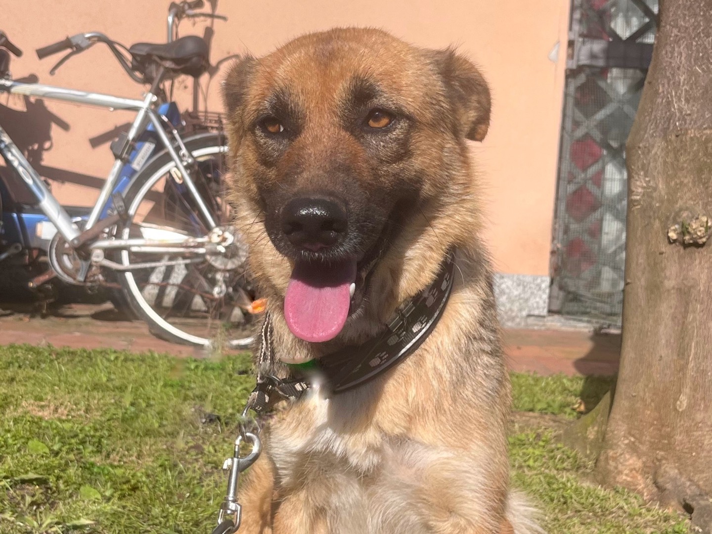 Foto dell'animale