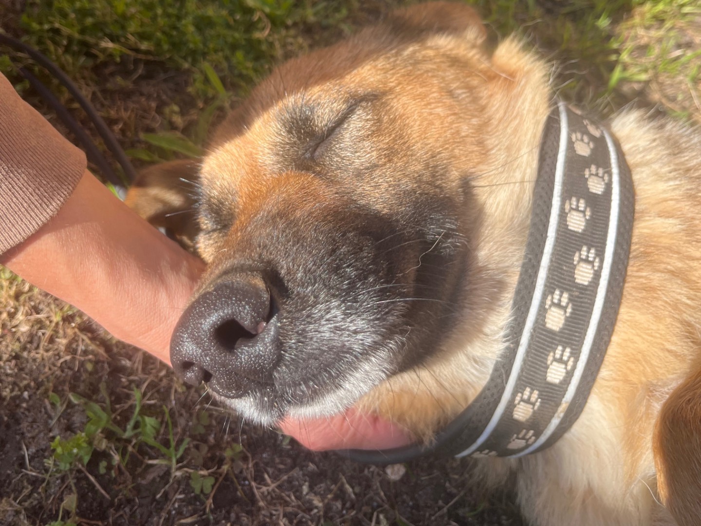 Adotta un cane, taglia media, femmina, Savona