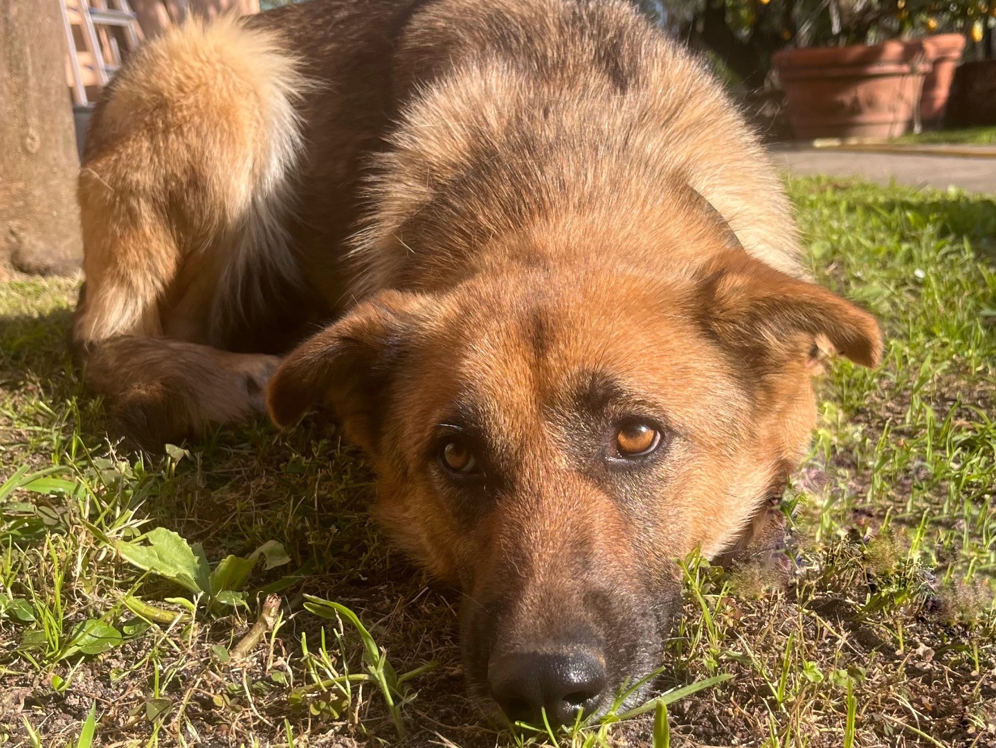 Adotta il cane Sole a Savona
