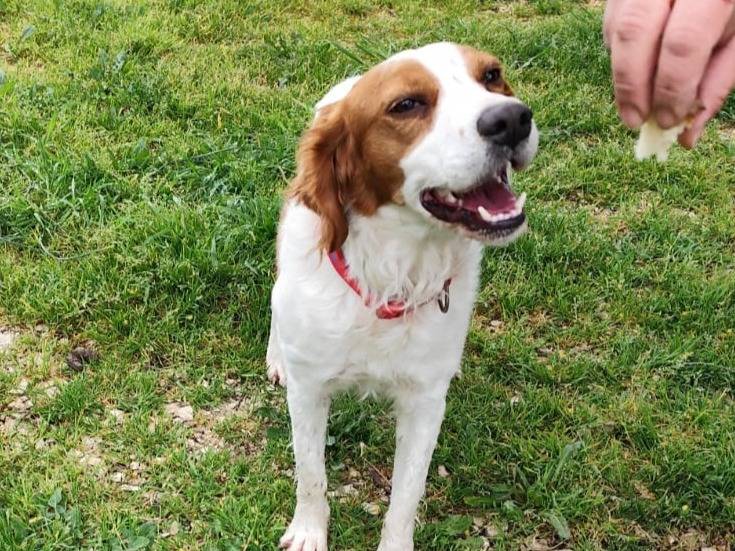 Adotta un cane, taglia media contenuta, maschio, Caserta