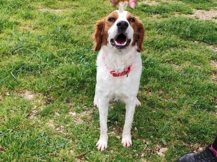 Vuoi adottare un cane a Caserta?