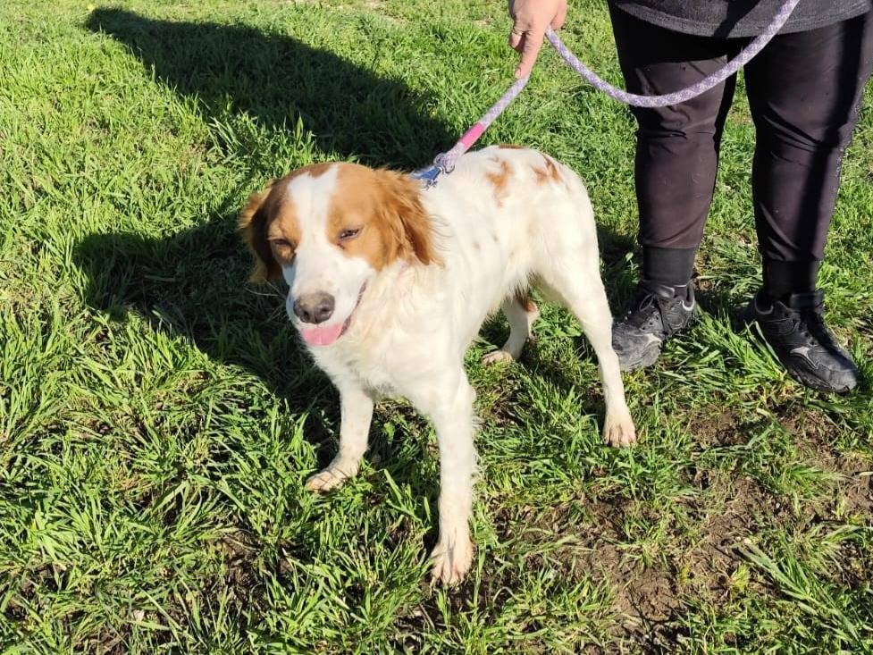 Adotta il cane JIMMY a Caserta