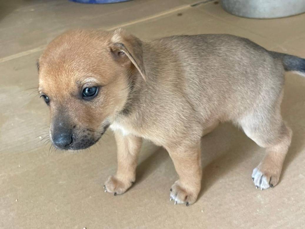 Adotta un cane, femmina, 1 mesi, Frosinone