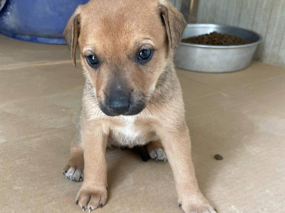 Adotta un cane, taglia media, femmina, Frosinone