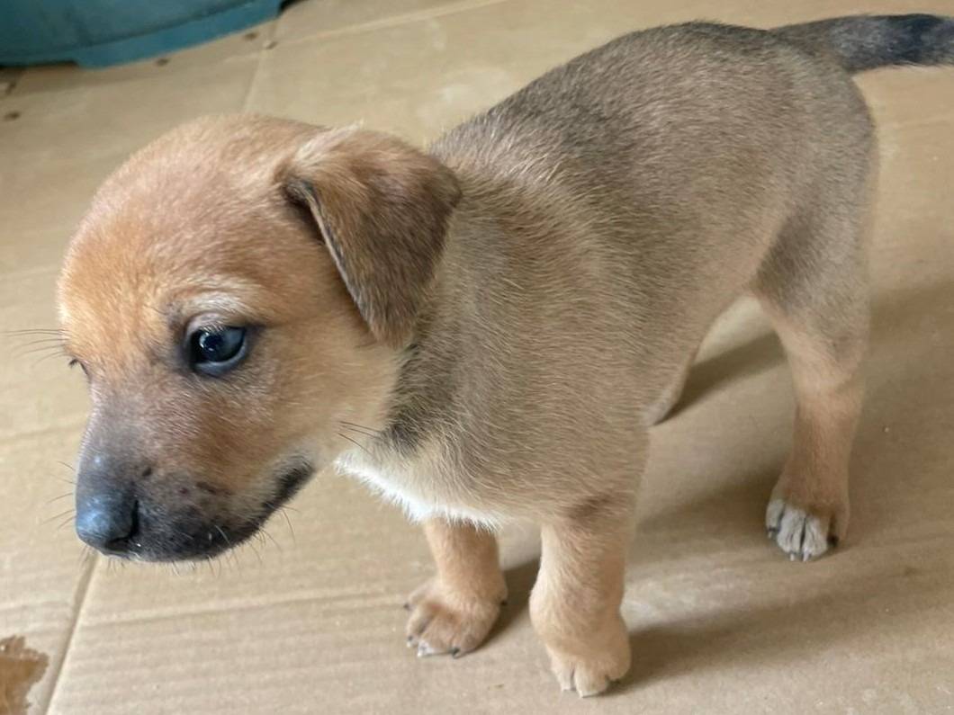 Vuoi adottare un cane a Frosinone?