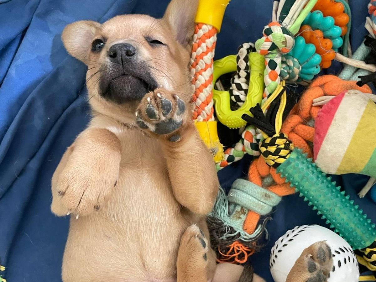 Adotta un cane, femmina, 1 mesi, Frosinone