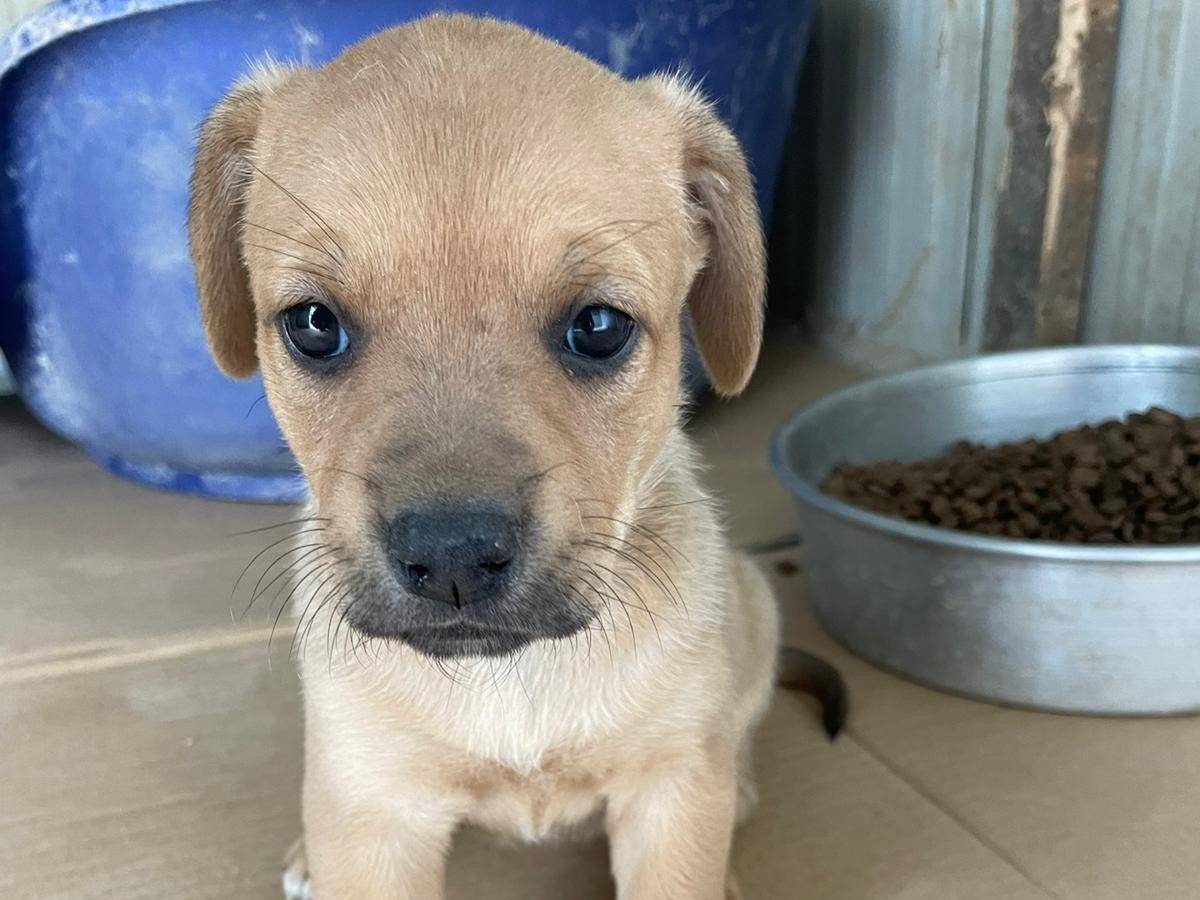 Adotta un cane, taglia media, femmina, Frosinone