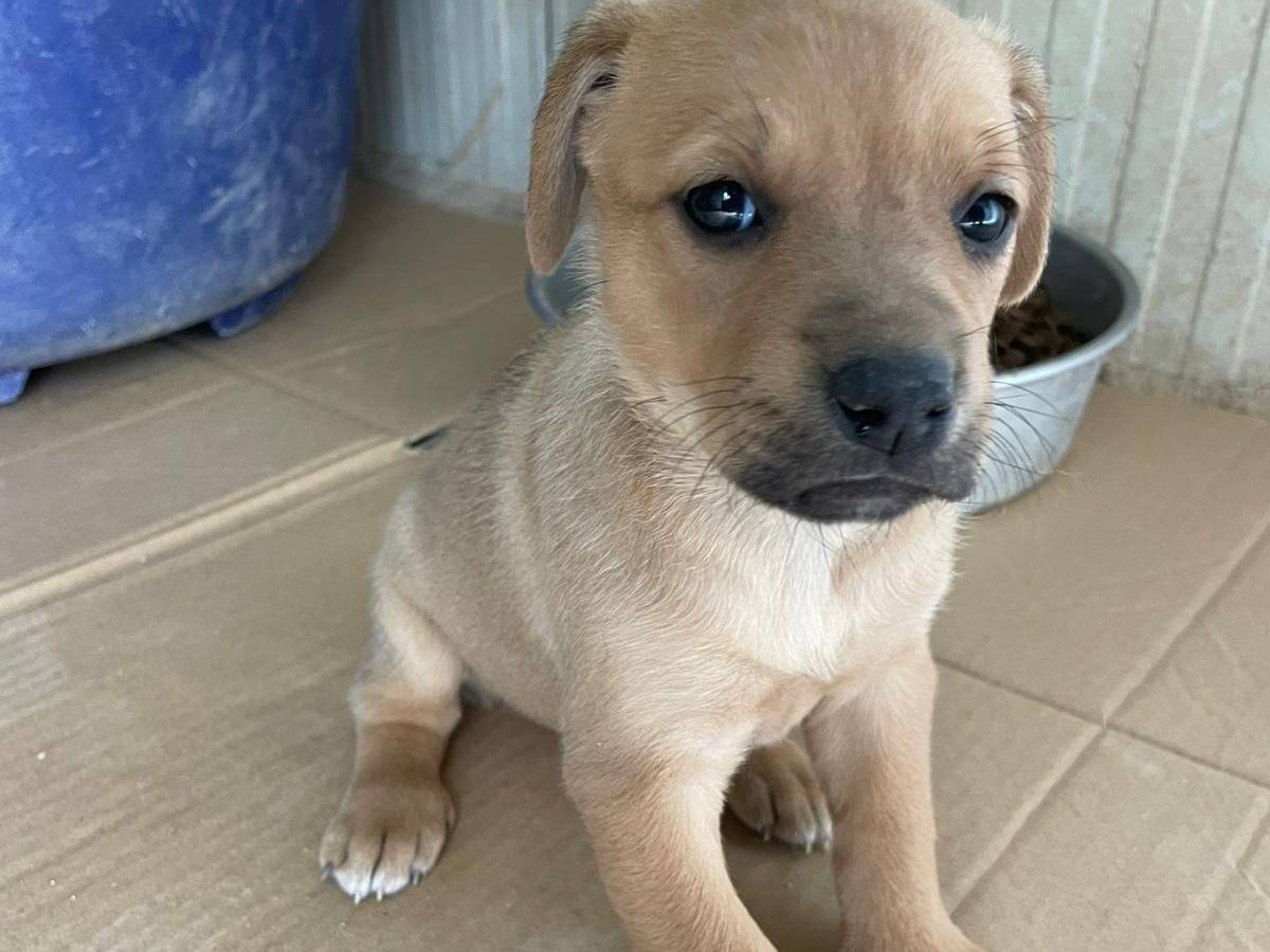 Vuoi adottare un cane a Frosinone?
