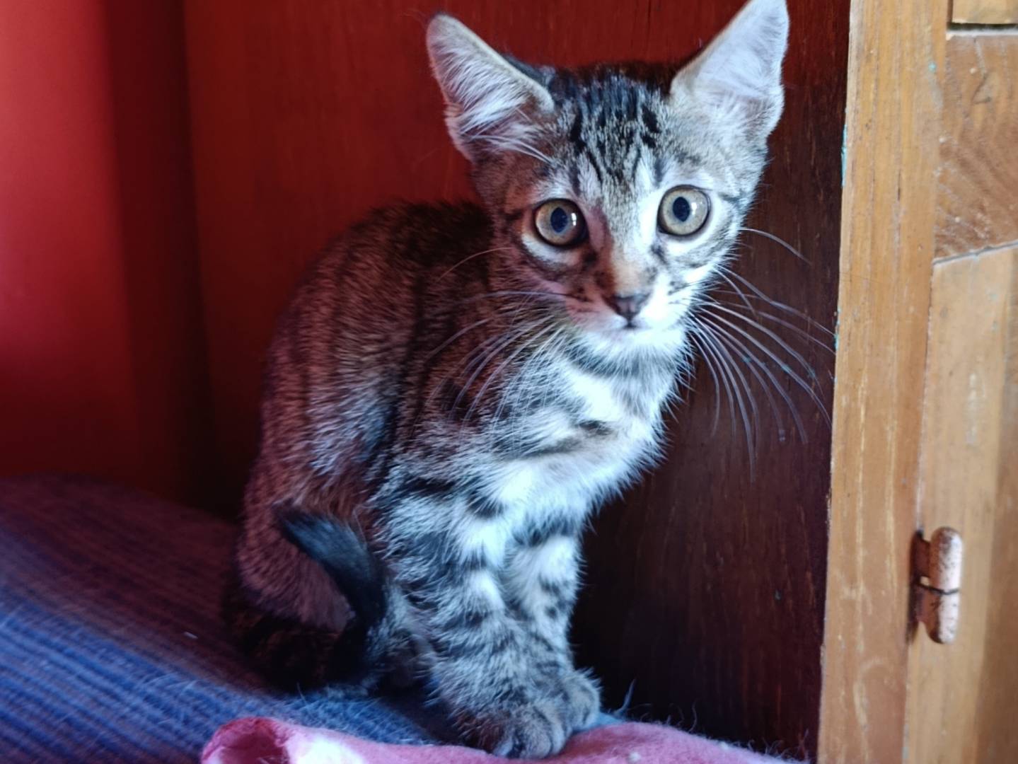 Foto dell'animale