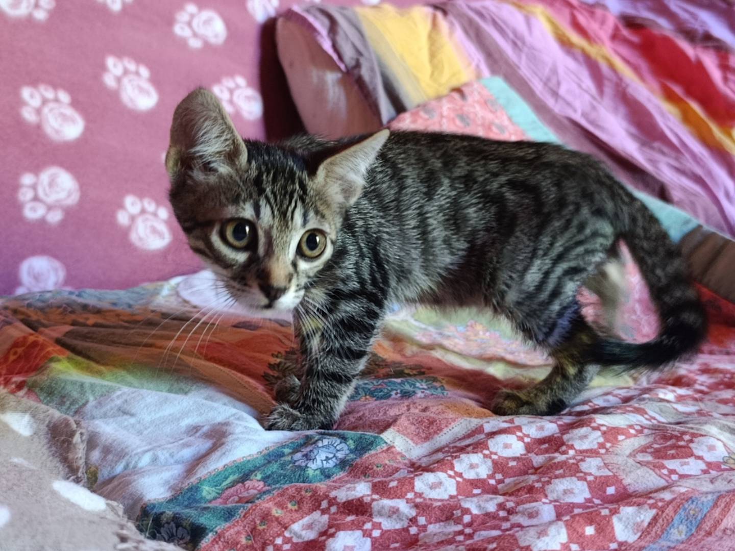 Adotta un gatto, maschio, 1 mesi, Roma
