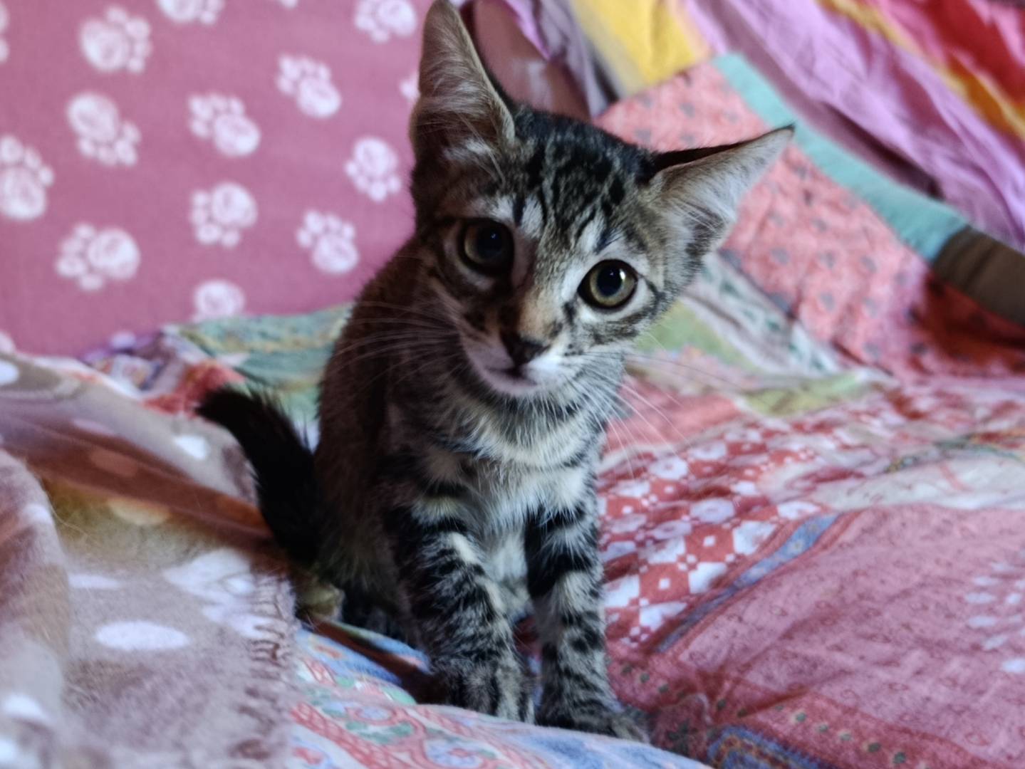 Vuoi adottare un gatto a Roma?