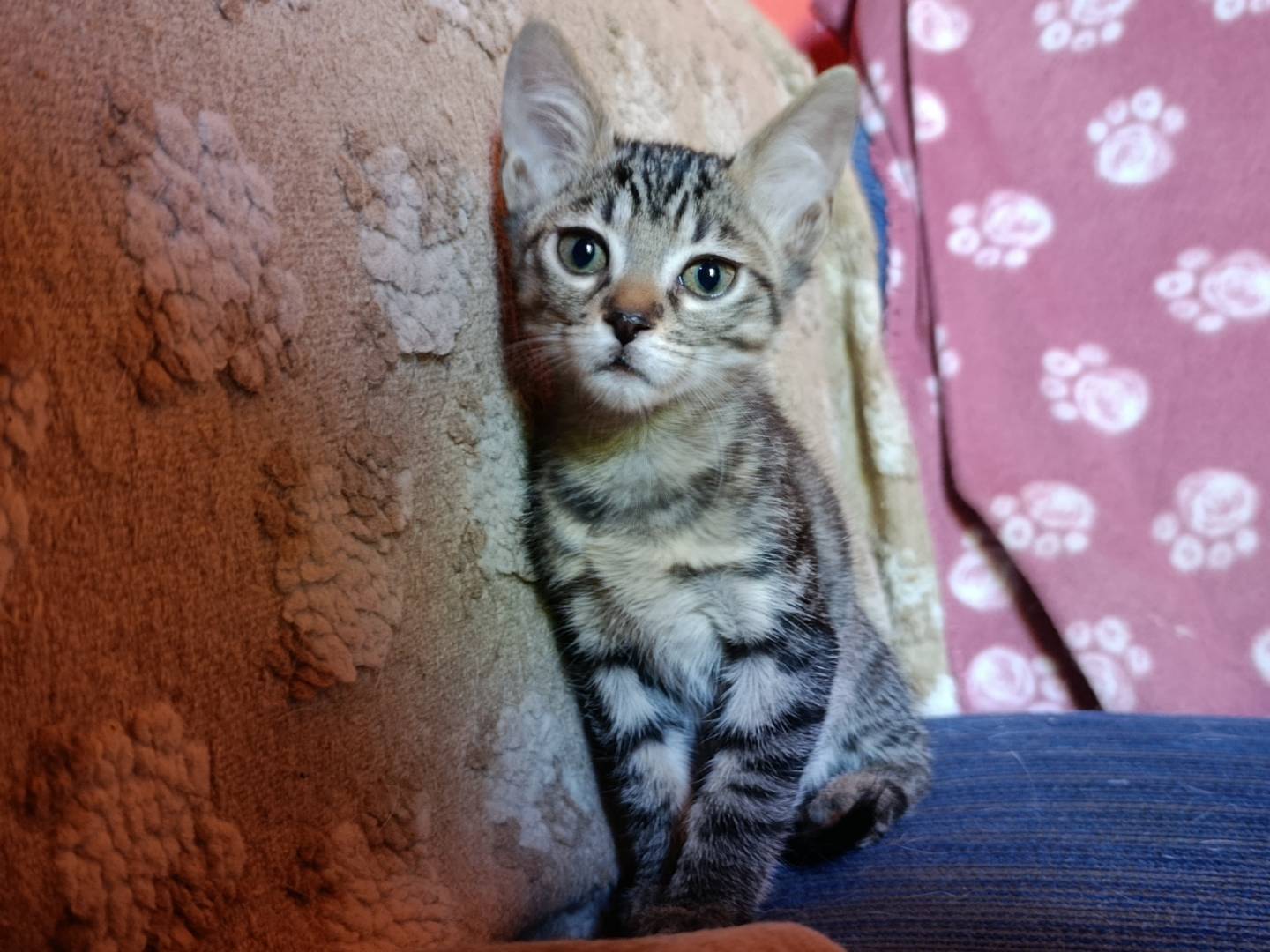 Foto dell'animale