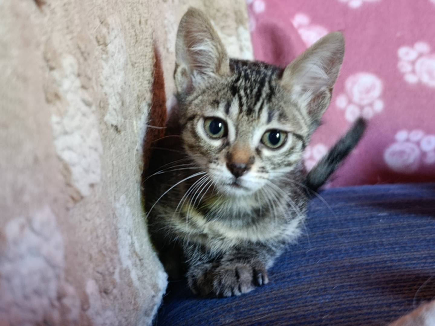 Adotta un gatto, taglia non valida, femmina, Roma