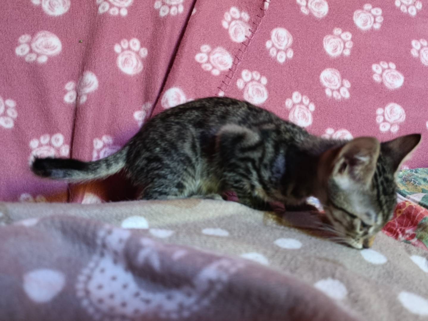 Vuoi adottare un gatto a Roma?
