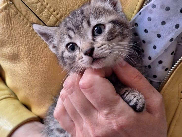 Adotta un gatto, taglia non valida, maschio, Milano