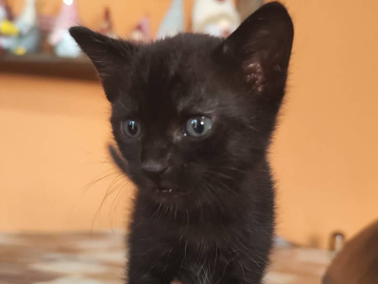 Foto dell'animale