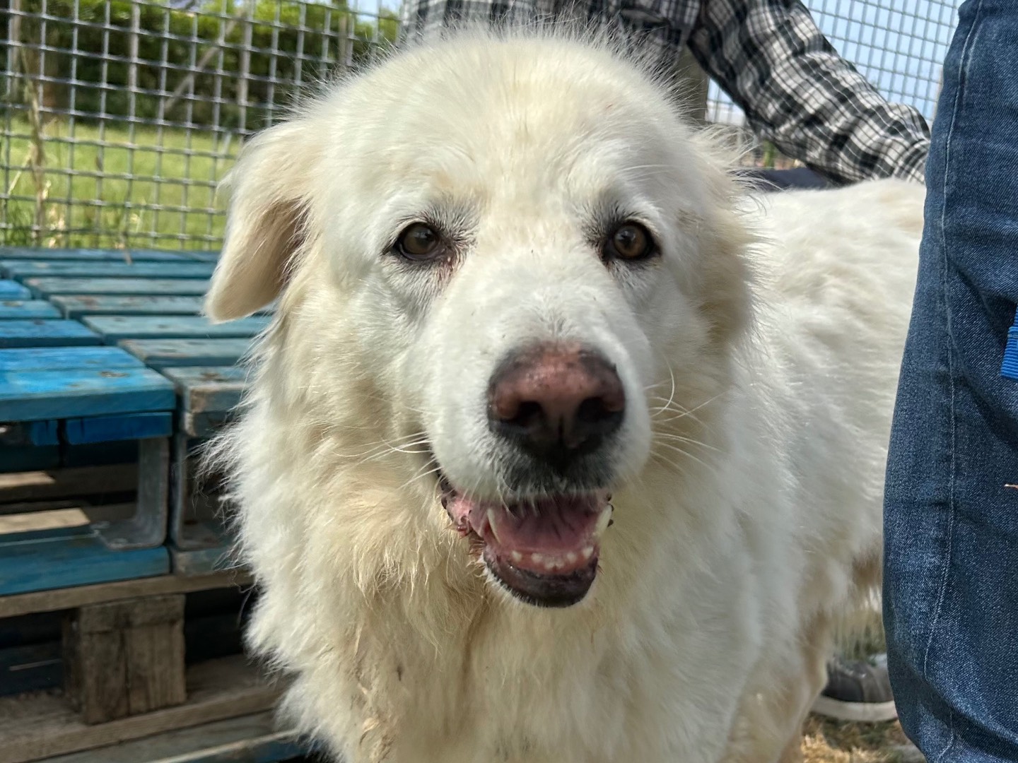 Adotta un cane, femmina, 5 anni  e 4 mesi , Latina